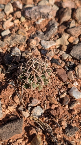 Pediocactus peeblesianus