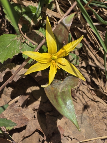 Image of Erythronium rostratum by (c) shzimmer, some rights reserved (CC BY)