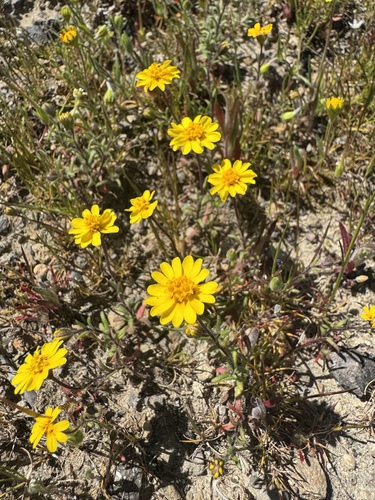 nodding tarweed (Harmonia nutans)