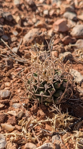 Navajo Pincushion Cactus (Pediocactus peeblesianus)