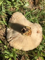 Russula mutabilis