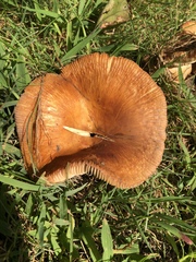 Russula mutabilis