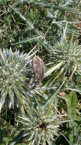 Globe Thistle Capitulum Weevil