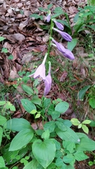 Hosta sieboldii