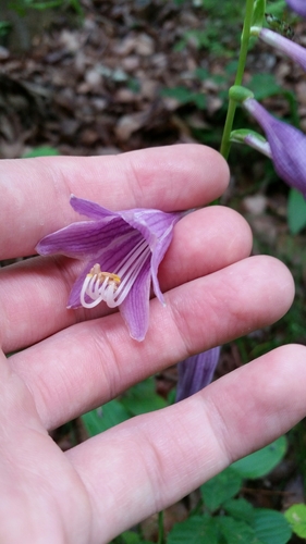 Hosta sieboldii