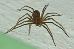 Loxosceles rufescens