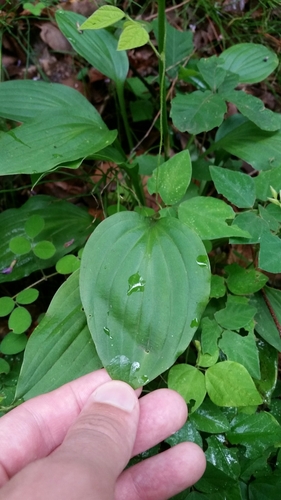 Hosta sieboldii
