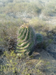 Ferocactus herrerae