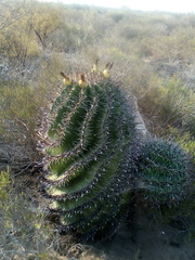 Ferocactus herrerae