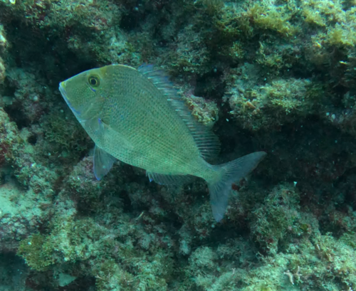 Knobbed porgy (Calamus nodosus) — Sparidae