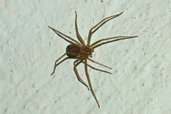 Loxosceles rufescens