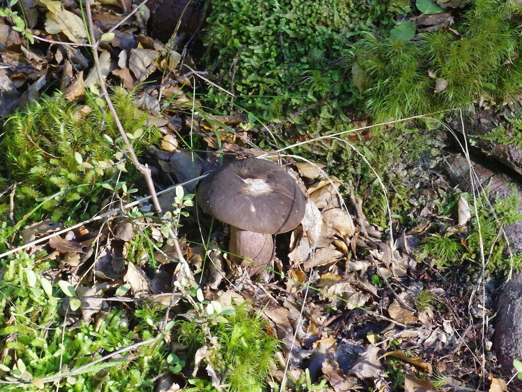 Tylopilus formosus · April 2025 · photo: © hokonui (iNaturalist, cc-by)