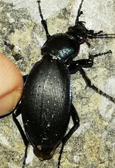Carabus purpurascens
