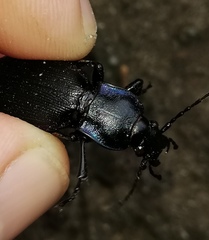 Carabus purpurascens