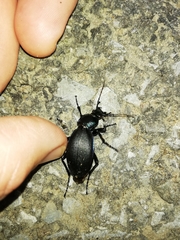 Carabus purpurascens