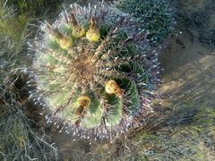 Ferocactus herrerae