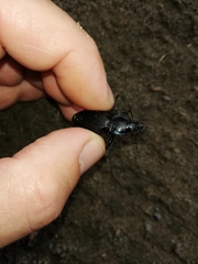 Carabus purpurascens