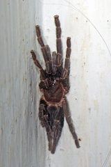 Chilobrachys stridulans