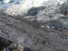 Anolis cristatellus wileyae