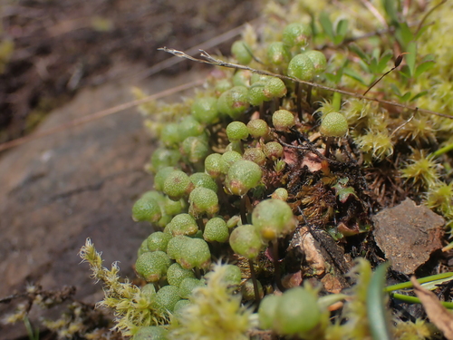 Image of Mannia gracilis by no rights reserved