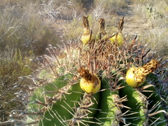 Ferocactus herrerae