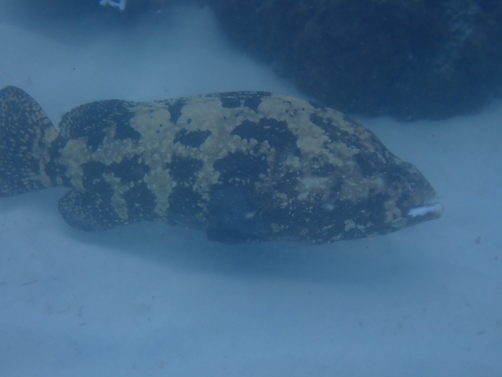 Brown-marbled grouper