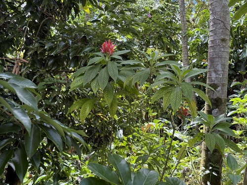Aphelandra sinclairiana, 2025-04-08