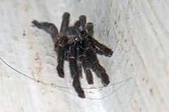 Chilobrachys stridulans