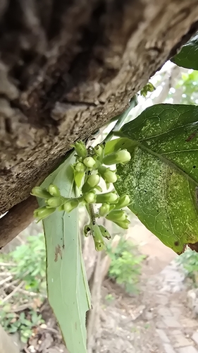 Image of Ehretia resinosa by (c) 黃其君, some rights reserved (CC BY)