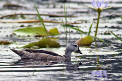 Nettapus coromandelianus