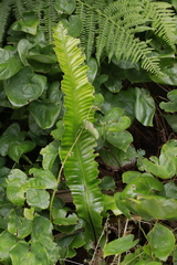 Asplenium scolopendrium