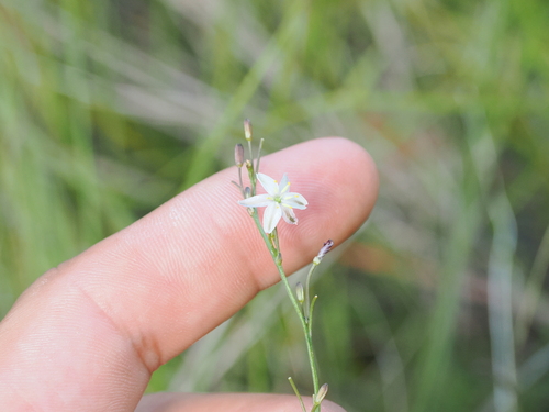Drooping Grass-lily (Caesia walalbai)