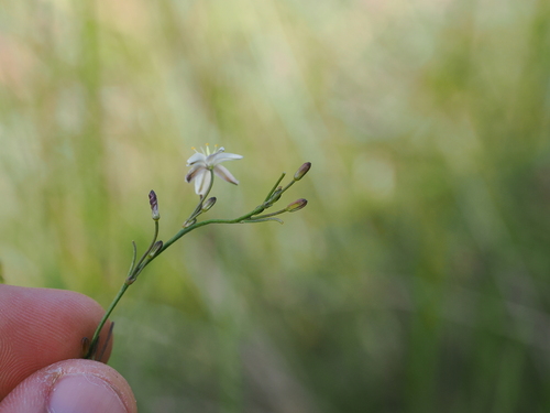 Image of Caesia walalbai by (c) Lucas Christofides, some rights reserved (CC BY)