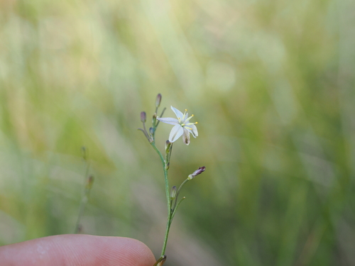 Image of Caesia walalbai by (c) Lucas Christofides, some rights reserved (CC BY)