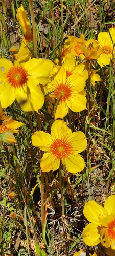 Image of Lindley's Blazingstar (Mentzelia lindleyi) by (c) Katherine Scott, some rights reserved (CC BY)