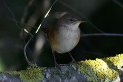 Locustella luscinioides