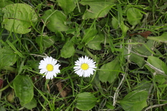 Bellis perennis