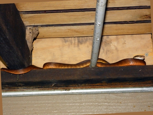 Brown Tree Snake sighting