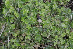 Lunularia cruciata