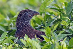Centropus bengalensis