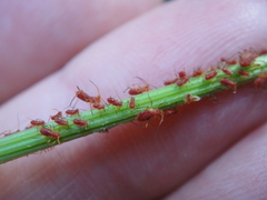Uroleucon rudbeckiae