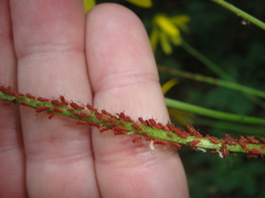 Uroleucon rudbeckiae