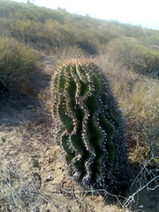 Ferocactus herrerae
