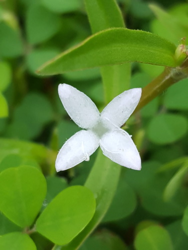 Diodia virginiana image