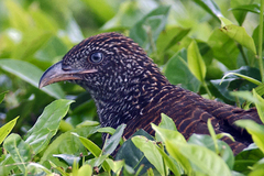 Centropus bengalensis