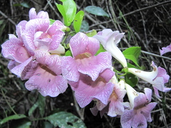 Bignonia potosina