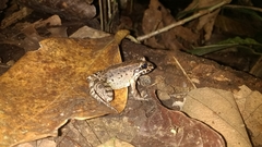 Leptodactylus ventrimaculatus