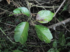 Bignonia potosina
