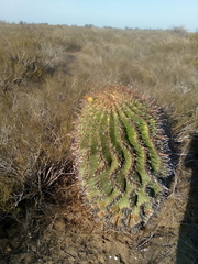 Ferocactus herrerae