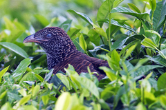 Centropus bengalensis